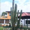 Отель Los Cactus, фото 6