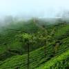 Отель Fort Munnar, фото 31