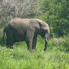 Отель Buffalo Tented Lodge, фото 27