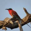 Отель Mwinilunga Safaris, фото 21