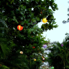 Отель Hiranya Resorts, фото 10