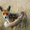 Отель Knus vrijstaand boshuisje op de Hoge Veluwe, фото 12
