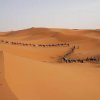 Отель Sahara Camels Camp, фото 42