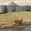 Отель Hôtels Gouverneur Montréal - Île Charron, фото 28