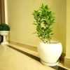 Отель OYO 11480 Hotel Blue Star, фото 14