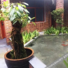 Отель Qichi Zhuxiang Hostel, фото 5
