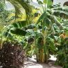 Отель Ports Of Call Resort, фото 21