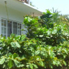 Отель Casa Mazunte Tierra Viva, фото 2
