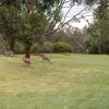 Отель Bridges Villas at Cobram Barooga Golf Club, фото 15