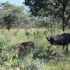 Отель Zangarna Game Lodge, фото 13