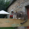Отель Les gites d'Hellen, фото 8