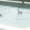 Отель Agriturismo Zia Palmira, фото 5