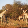 Отель Ohange Namibia Lodge, фото 34