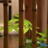 Отель Tunpu Guifang Boutique Inn (Huangshan Old Street), фото 14