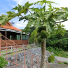 Отель Iyashi no yado Michikusa, фото 15