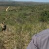 Отель Rhino Ridge Safari Lodge, фото 16