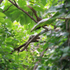 Отель The Taman Ayu, фото 26