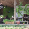 Отель Baannoi Nornmuan Homestay Chiang Mai, фото 1