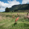 Отель Astelia Lodge, фото 4