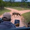 Отель Thornybush Game Lodge, фото 21