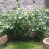 Отель Home of David's Friends-B&B - Hostel, фото 9