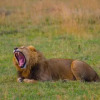 Отель Ol Pejeta Mansion, фото 6