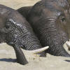 Отель Barefoot Addo Elephant Lodge, фото 23