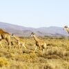 Отель Kuganha Tented Camp, фото 15