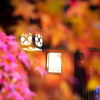 Отель Kyoto Takasegawa Bettei, фото 17