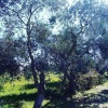 Отель Verdeoliva Bed & Breakfast, фото 24