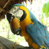 Отель Amazon Garden Ecolodge, фото 11