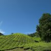 Отель Cameron Highlands Resort, фото 21