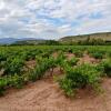 Отель Apartamento ENTREVIÑAS en el corazón de La Rioja, фото 10