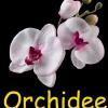 Отель Orchidee в Комин-Варнетон