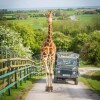 Отель Port Lympne (Zoo Park), фото 33