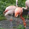 Отель Flamingo Land - Beech Grove B11a, фото 8