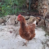 Отель Villa Sueño Grande, фото 16