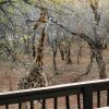 Отель Kruger Kumba - Mugwenzi, фото 28