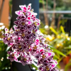 Отель Paradise House Calheta, фото 18