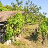 Отель Gästehaus & Heuriger Turm Wachau, фото 20