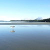 Отель Tofino Motel Harborview, фото 14