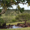 Отель Zebra Hills Big 5 Game Reserve, фото 6