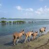 Отель The Blue Lagoon Resort  Kalpitiya, фото 12