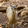 Отель Poza Blanca Lodge, фото 15
