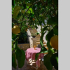 Отель Marigoula House, фото 5