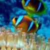 Отель Avrio Red Sea, фото 31