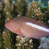 Отель Chumbe Island Coral Park, фото 20