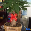 Отель Wencheng Yazhuang Nongjiale, фото 3