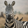 Отель Talek Olkinyei Camp, фото 8
