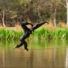 Отель Billabong Camp, Taronga Western Plains Zoo, фото 3